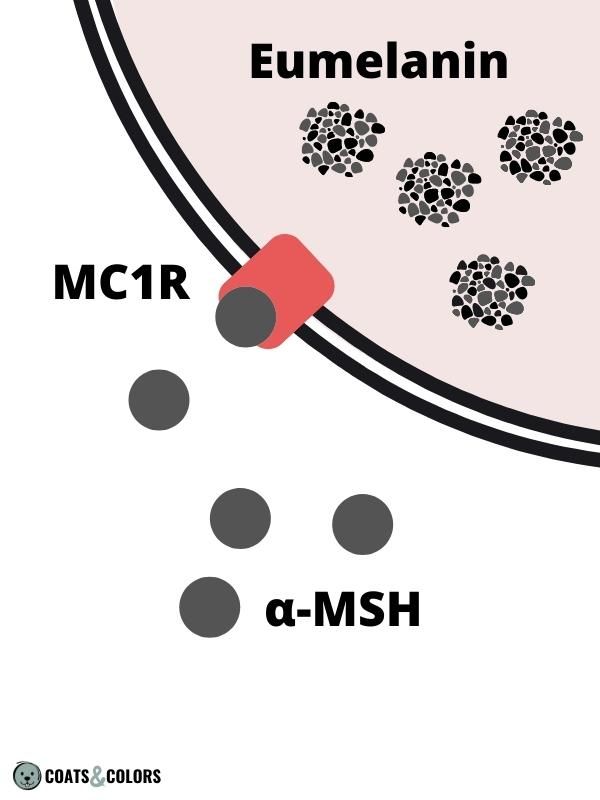 Pigment Type Switch Dogs Extension Locus alpha MSH