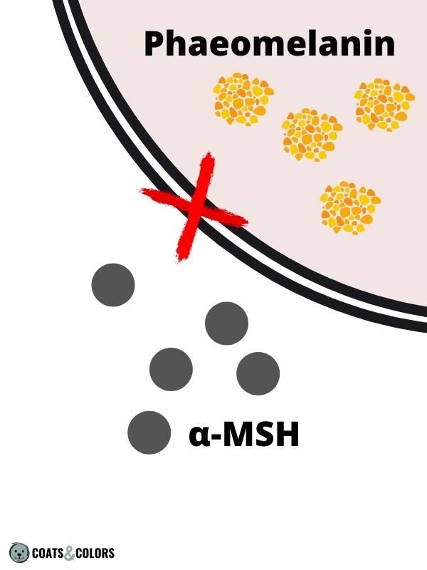 Pigment Type Switch Dogs Extension Locus ee loss of function