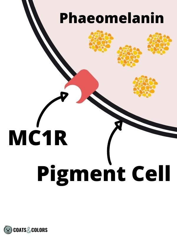 Pigment Type Switch Dogs Extension Locus