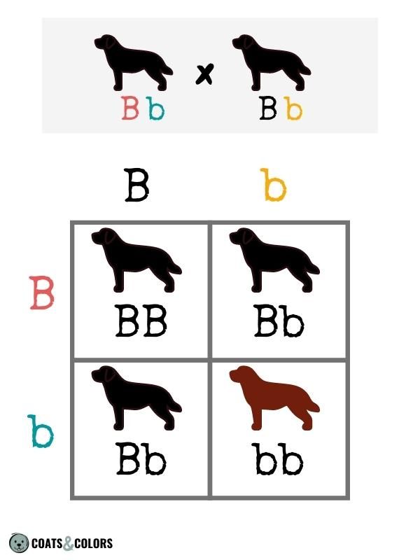 Punnett Squares Inheritance Of Coat Color Coats And Colors 7510