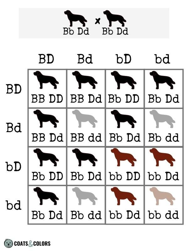 punnett square calculator eye color