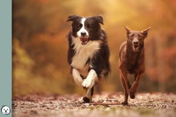 Short Long Coat Length Dogs 900x600 1