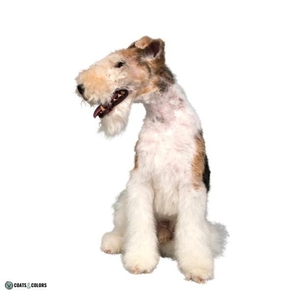 Short Long Coat Length Dogs smooth coat and wire and curly Wirehaired Fox Terrier