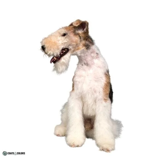 Short Long Coat Length Dogs smooth coat and wire and curly Wirehaired Fox Terrier
