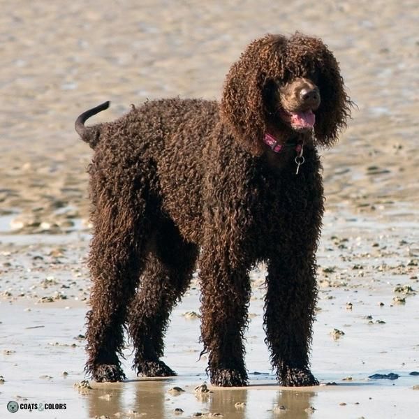 Wavy Curly Dog Cooat Irish Water Spaniel standing
