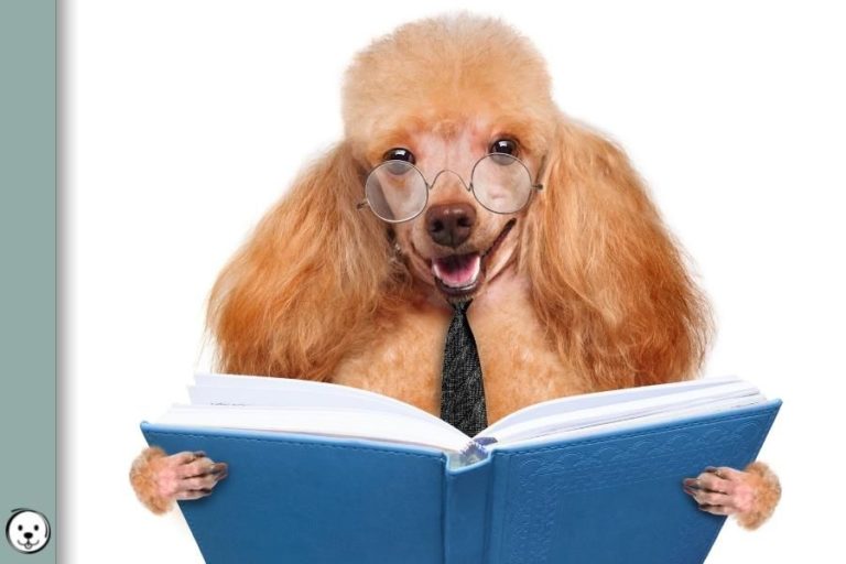 Dog Basic Terms Coats and Colors