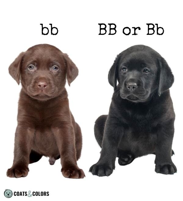 Basic Genetics Terms Dog Coat Color Black Brown Color