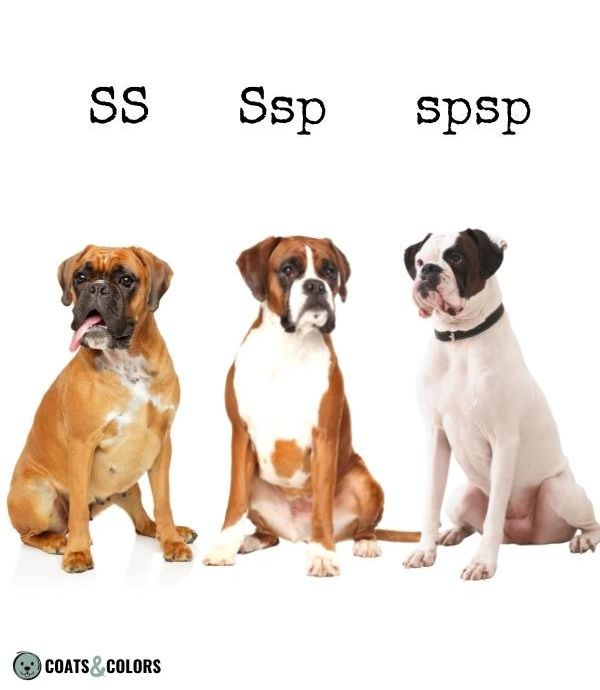 Basic Genetics Terms Dog Coat Color Incomplete Dominance