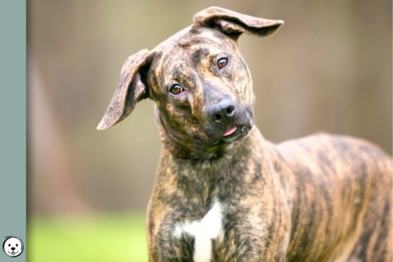 Brindle (kbr) Coats and Colors