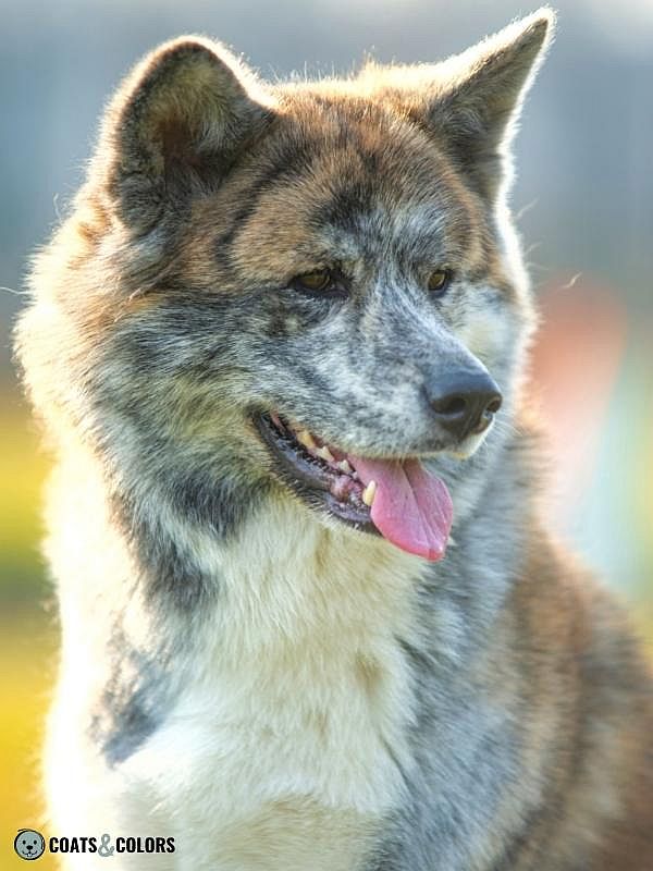 Brindle Dogs Akita Inu Countershading