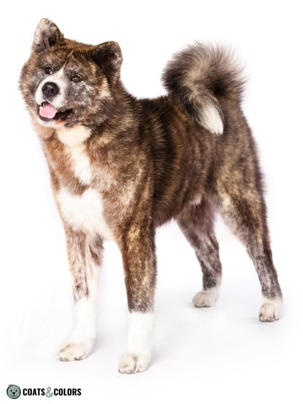 Brindle Dogs Akita Inu