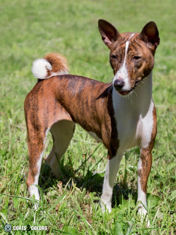 Brindle Dogs Basenji