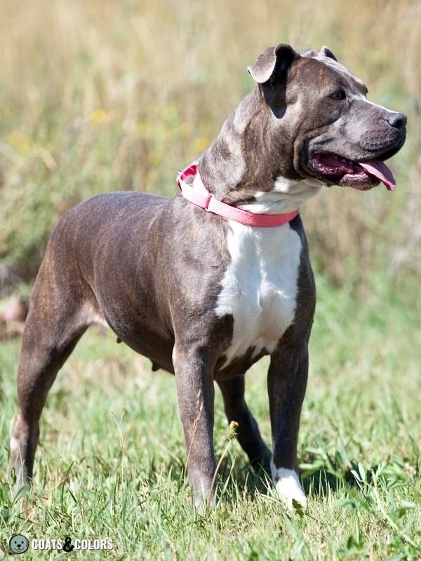 Brindle Dogs Blue Brindle and melanistic mask