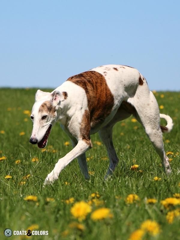 Brindle Dogs Brindle and Piebald