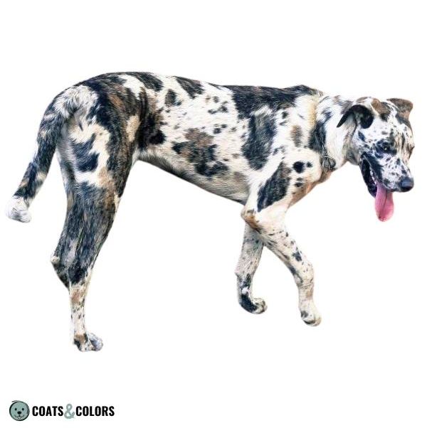 White and brindle hot sale dog