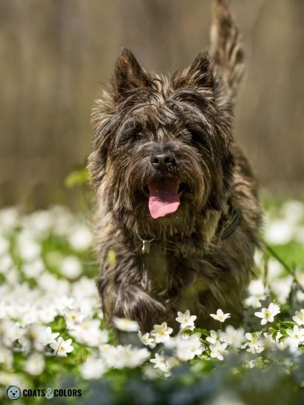 Brindle Dogs Cairn Terrier