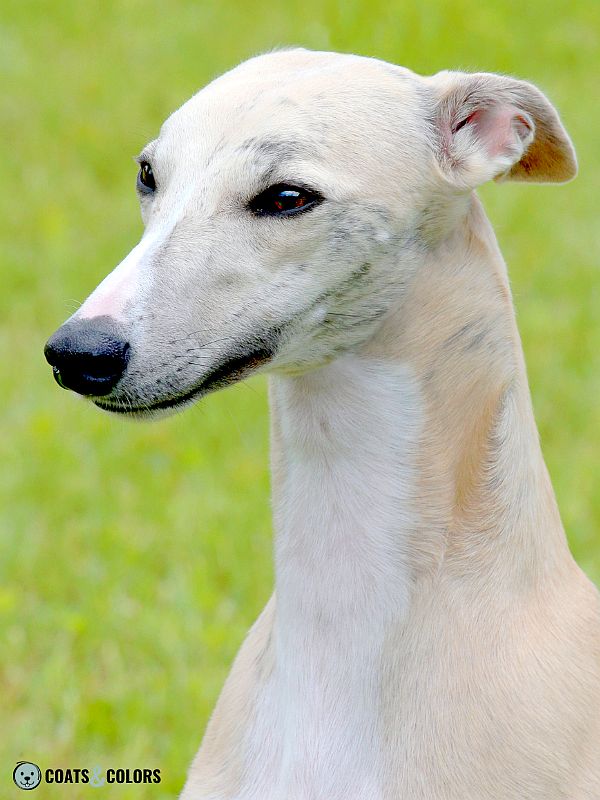 Brindle Dogs Domino Sighthound