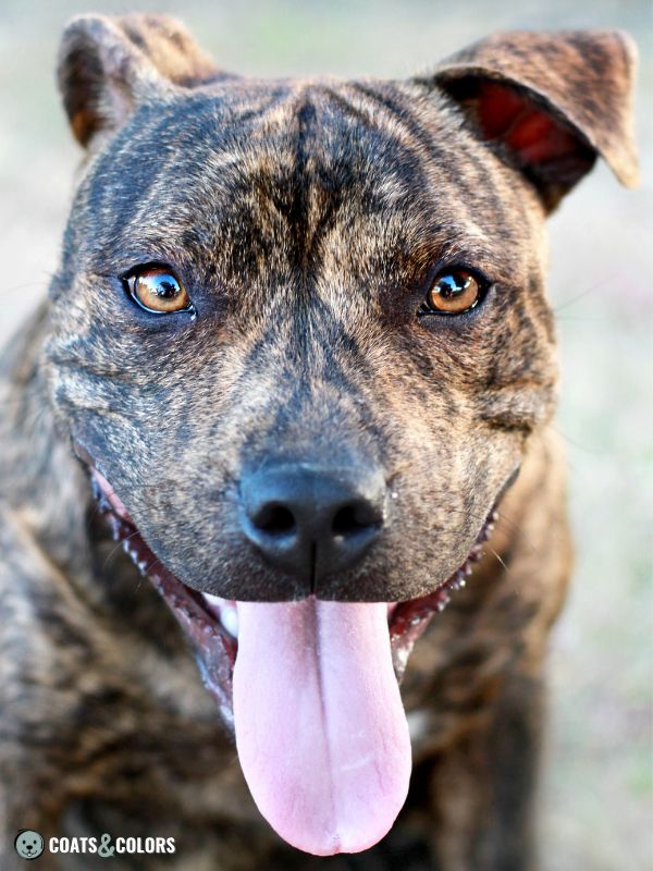 Brindle Dogs Facial Pattern