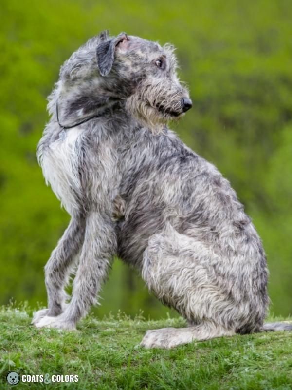 White best sale brindle dog