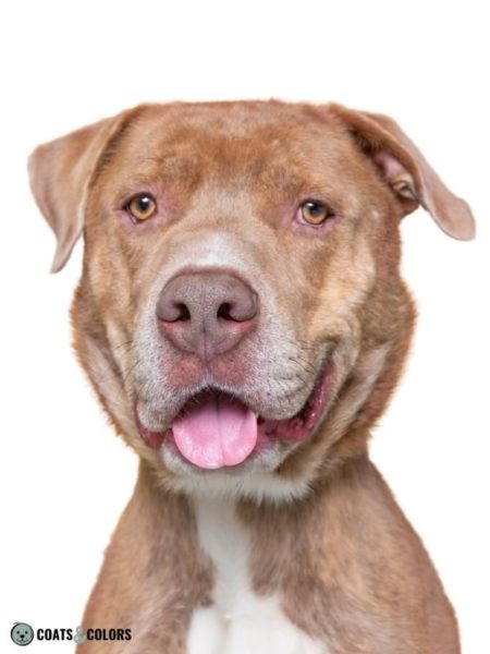 Brindle (kbr) | Coats and Colors