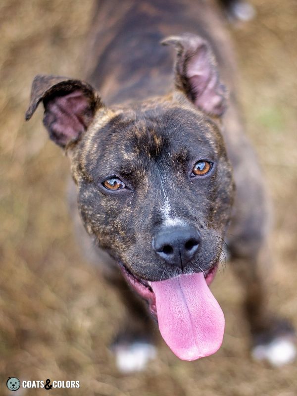 Brindle Dogs Masked