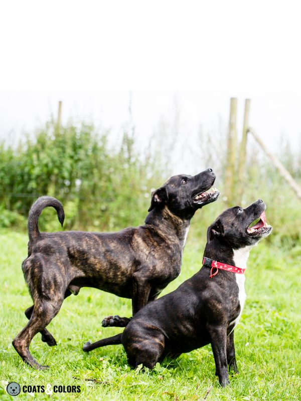 Brindle Dogs Pattern Density