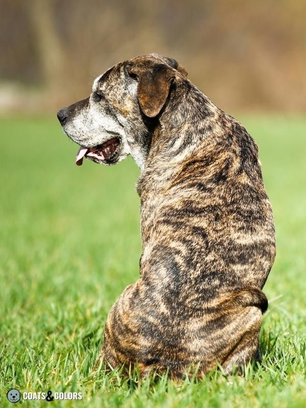 Brindle Dogs back view