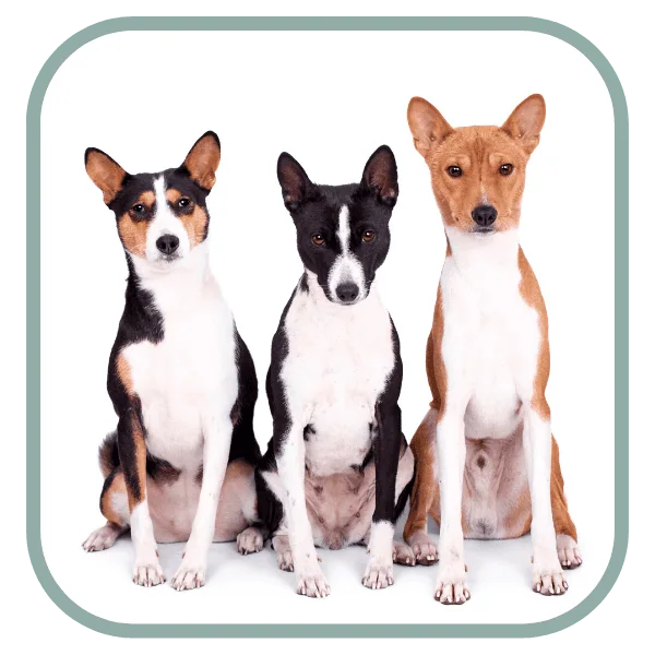 Coats and Colors Home Breed Colors Banner