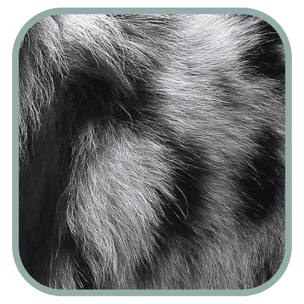 Coats and Colors Home Merle Banner