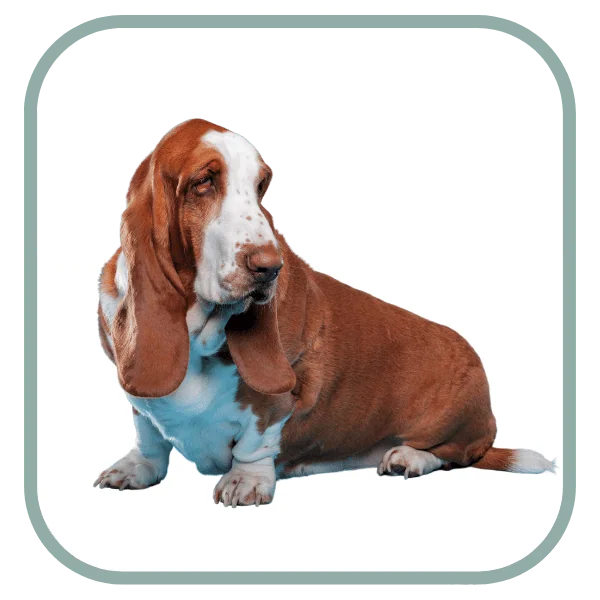 Coats and Colors Home Other Traits Dog Banner