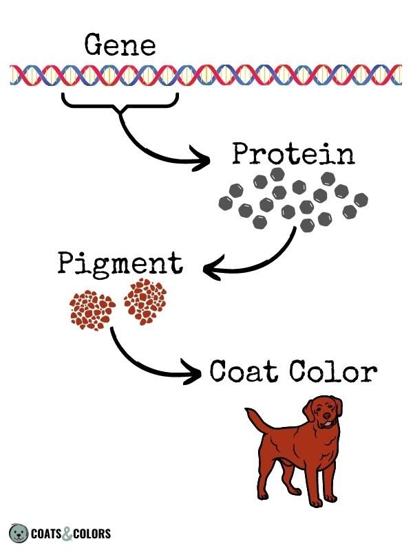 Dog Coat Color Basic Genetics Illustration