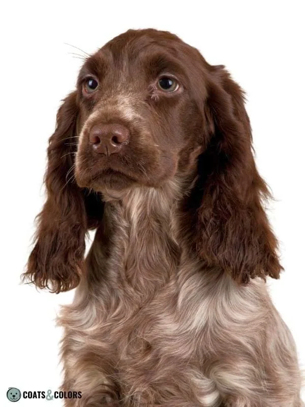 Dominant Black KB Dogs Brown Eumelanin