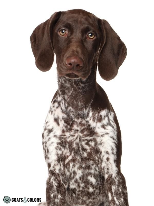Dominant Black KB Dogs Brown German SHorthaired Pointer