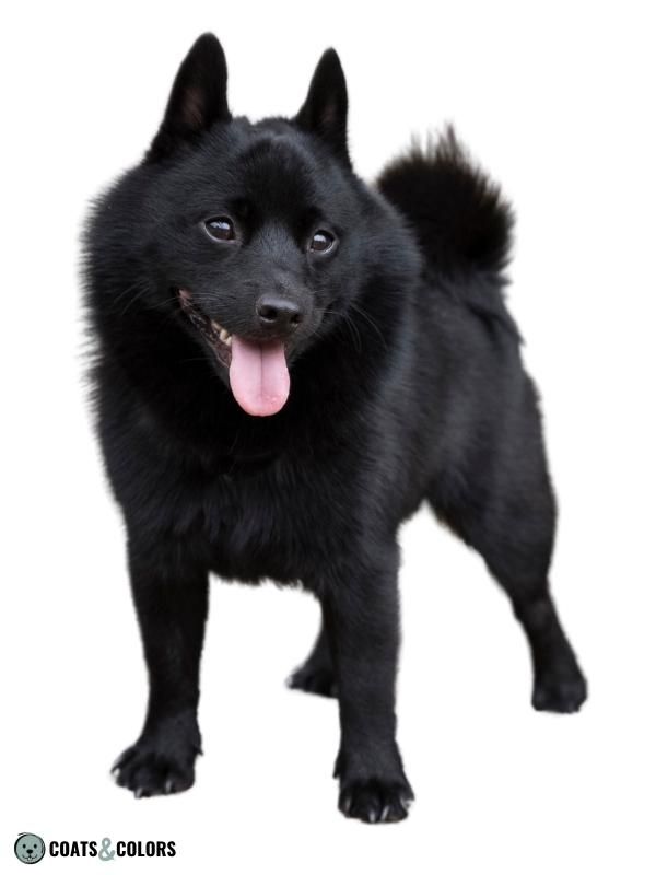 Dominant Black KB Dogs Schipperke