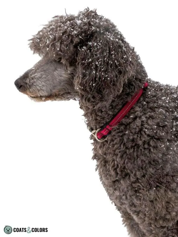 Dominant Black KB Dogs Silver Poodle