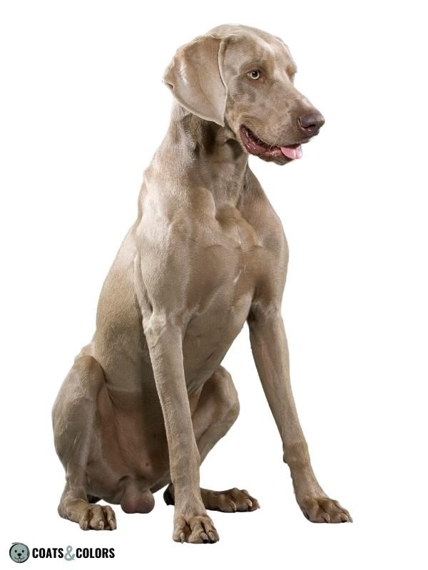 Dominant Black KB Dogs Weimaraner