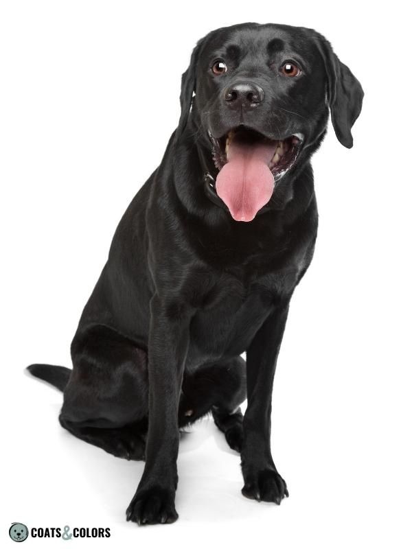 Dominant Black KB Dogs black Labrador