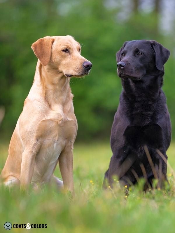 Dominant Black KB Dogs comparison Labrador