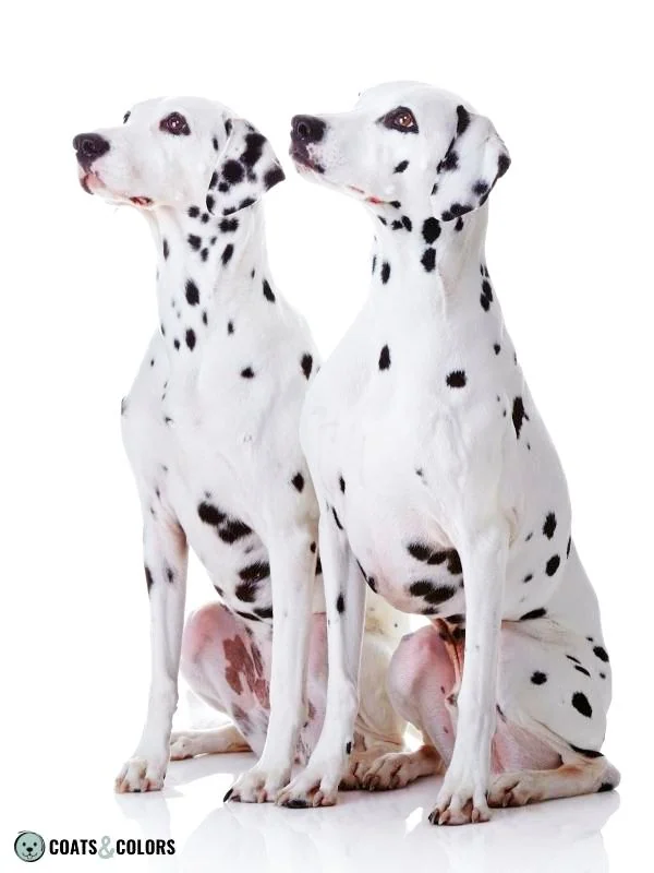 Dominant Black KB Dalmatian