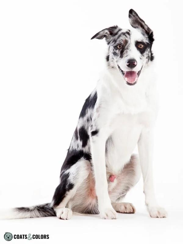 Dominant Black KB black merle
