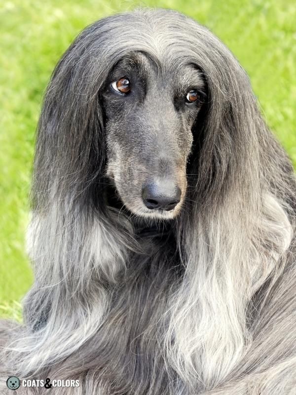 Dominant Black KB domino Afghan Hound