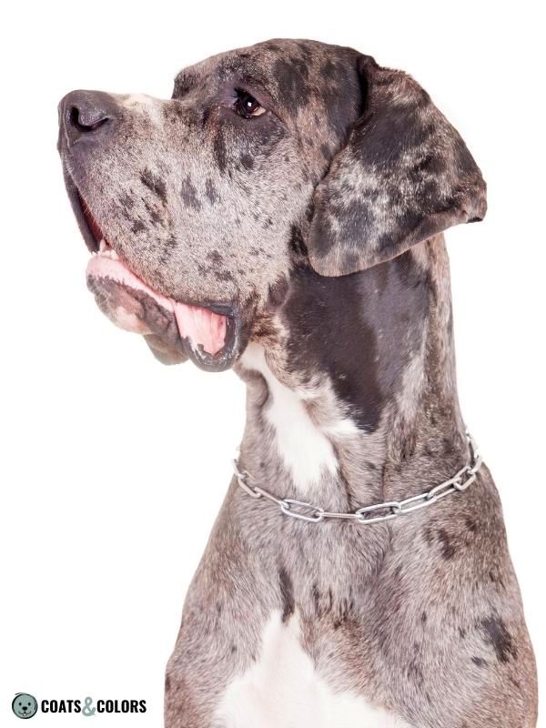 Dominant Black KB merle Great Dane