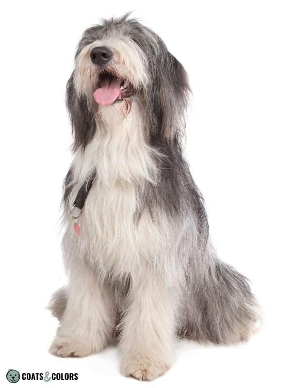 Dominant Black KB progressive greying Bearded Collie