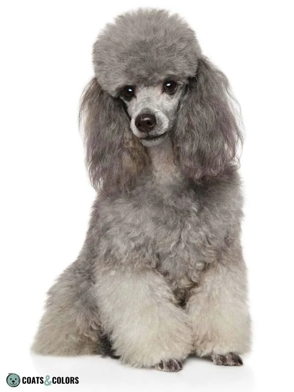 Dominant Black KB progressive greying Poodle