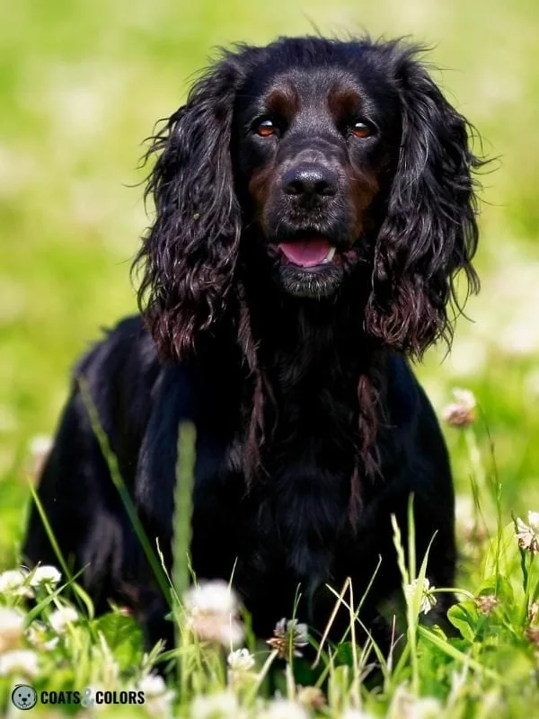 Ghost Tan Spaniel