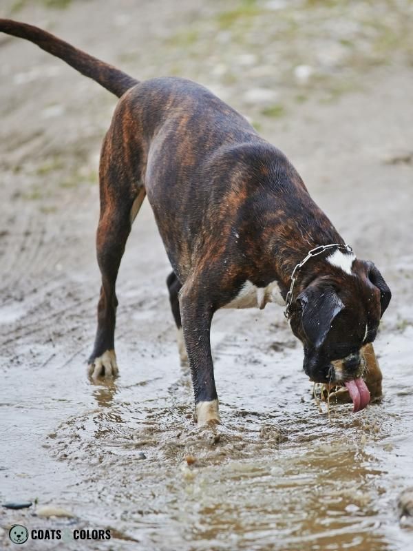 K Locus kbr Example black brindle