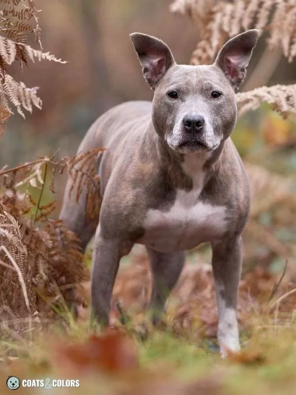 K Locus kbr Example blue brindle