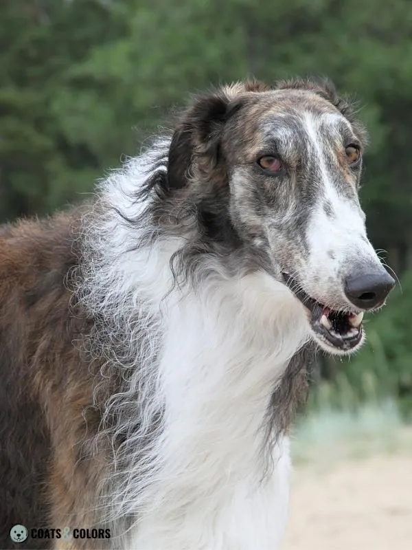 K Locus kbr Example borzoi
