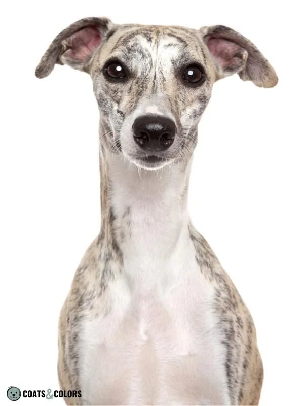 K Locus kbr Example whippet