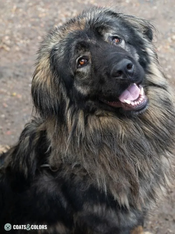 Melanistic Mask Black Mask Agouti Caucasian Shepherd Dog